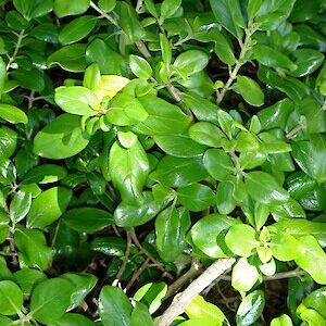 COPROSMA REPENS