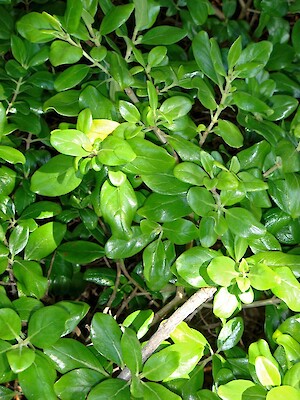 COPROSMA REPENS
