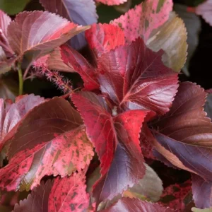 ACALYPHA WILKESIANA FRISE