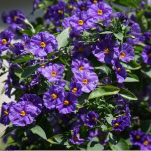SOLANUM RANTONNETII
