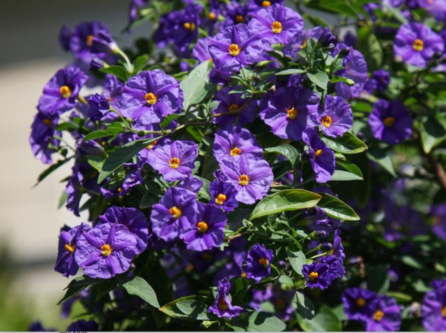 SOLANUM RANTONNETII