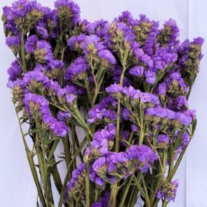 STATICE SINUATA