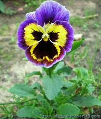 PENSÉE (VIOLA)