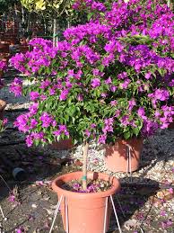 BOUGAINVILLEA GLABRA BOULE SUR TIGE