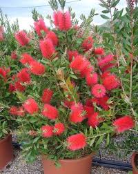 CALLISTEMON LEAVIS (RINCE BOUTEILLES)