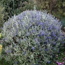 TEUCRIUM FRUTICANS BOULE