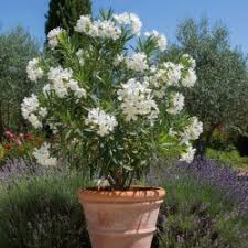 NERIUM OLEANDER BLANC