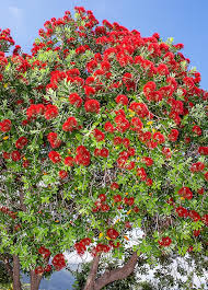 METROSIDEROS EXCELSA