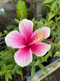 HIBISCUS
