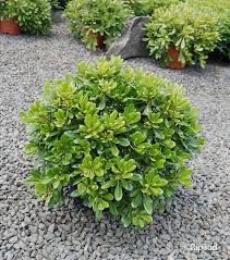 PITTOSPORUM VARIEGATUM NANA BOULE