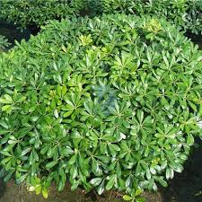 PITTOSPORUM TOBIRA NANA BOULE