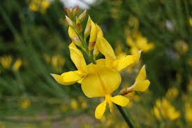 SPARTIUM JUNCEUM