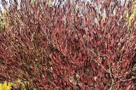 DODONAEA VISCOS TOUFFE