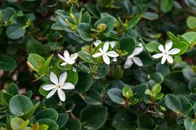 CARISSA GRANDIFLORA