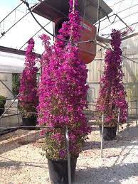 BOUGAINVILLEA GLABRA SANDERIANA (VIOLET) (BOULE)