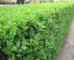 LIGUSTRUM VERT