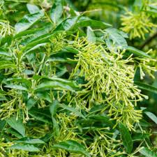 CESTRUM NOCTURNUM (GALANT DE NUIT)