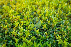 MYRTUS COMMUNIS BOULE