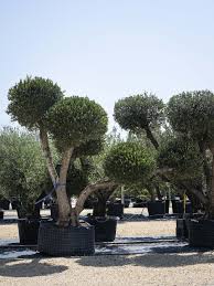 OLEA EUROPAEA BOULE