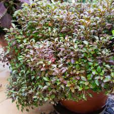 COPROSMA REPENS BOULE
