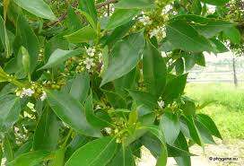 MYOPORUM LAETEUN