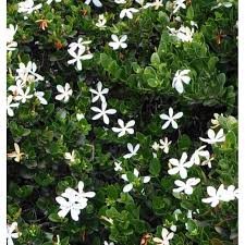 CARISSA GRANDIFLORA (PRUNIER DU NATAL CAP) TOUFFE
