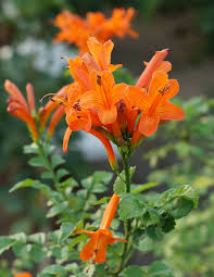 TECOMARIA CAPENSIS ARBUSTE