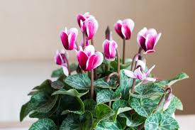 CYCLAMEN