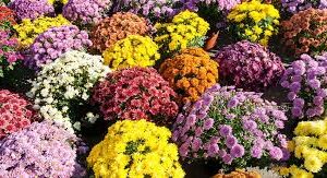 CHRYSANTHÈME TOUFFE