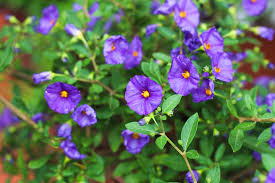 SOLANUM