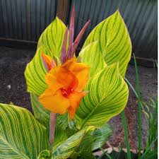 CANNA INDICA VERT