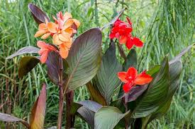 CANNA INDICA (TOLOMAN BALISIER ROUGE)