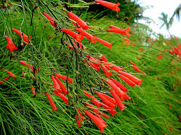 RUSSELIA EQUISETIFORMIS