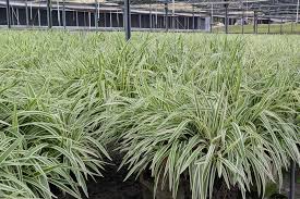 DIANELLA TASMANICA VARIEGATA
