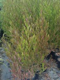 DODONAEA VISCOSA