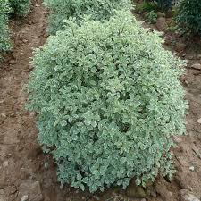 PITTOSPORUM VARIEGATUM