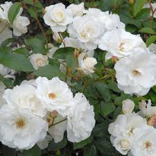 ROSIER FEE DES NEIGES