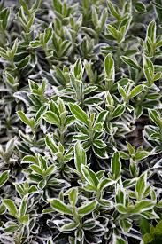 EUONYMUS JAPONICUS VARIEGATUS