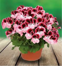 PELARGONIUM