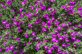 LEUCOPHYLLUM FRUTESCENS (SAUGE DU DESERT)