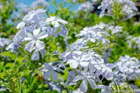 PLUMBAGO CAPENSIS BLANC