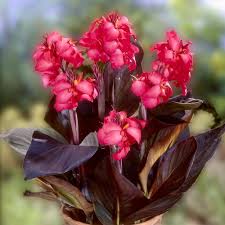 CANNA INDICA ROUGE