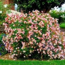 NERIUM OLEANDER NAIN