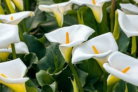 ARUM