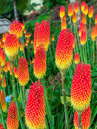 KNIPHOPHIA UVARIA