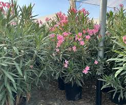 NERIUM OLEANDER