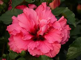 HIBISCUS ROSA-SINENSIS DOUBLE FLEUR