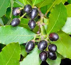 LAURUS NOBILIS