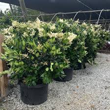 LIGUSTRUM