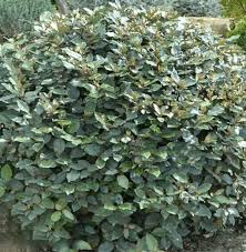 ELEAGNUS